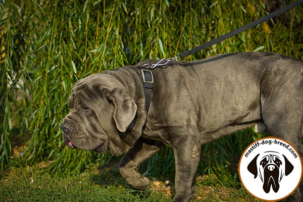 Comfy nylon dog collar for Mastino Napoletano