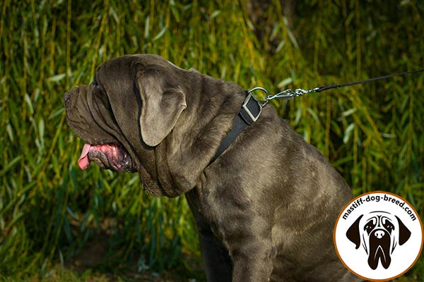 Wear-proof nylon dog collar for Mastino Napoletano