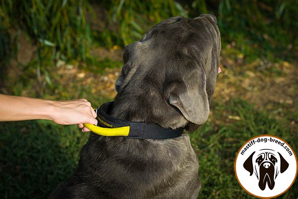 Nylon dog collar for Mastino Napoletano with easy-grab handle