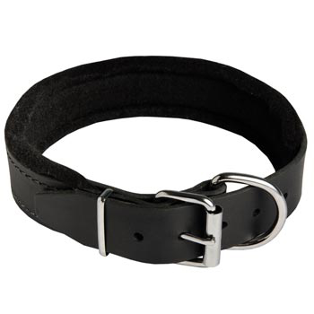 Padded Walking Gear for Mastiff Training