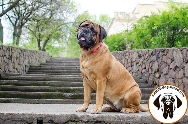 Top-quality pink leather dog collar for Bullmastiff