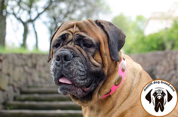 Pink leather dog collar for Bullmastiff with large oval plates