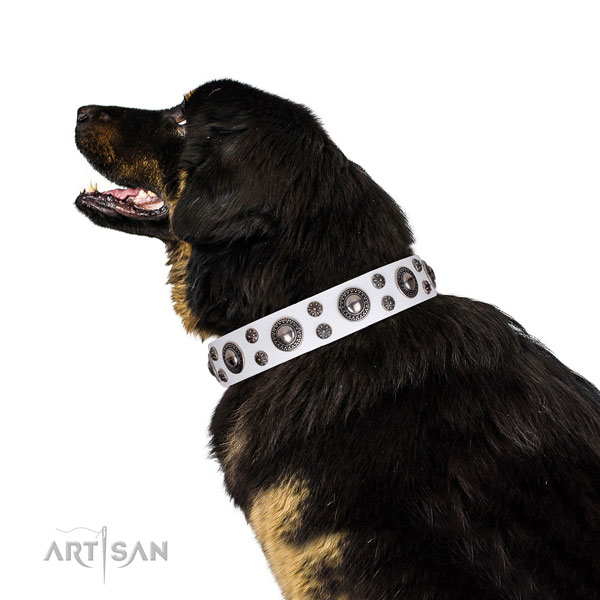 Daily walking studded dog collar of top quality natural leather