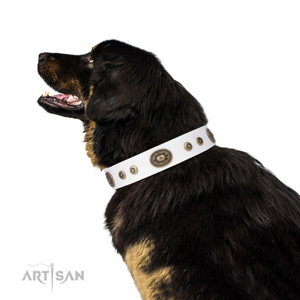 Trendy studded genuine leather dog collar for everyday walking
