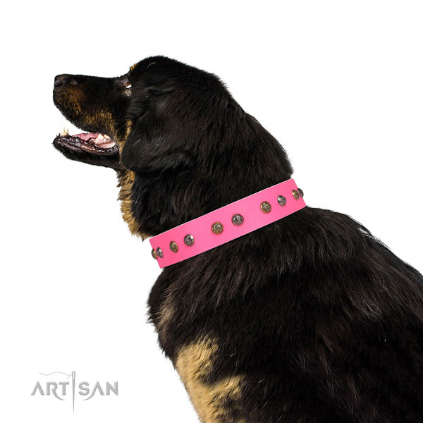 Fancy walking studded dog collar made of top notch leather