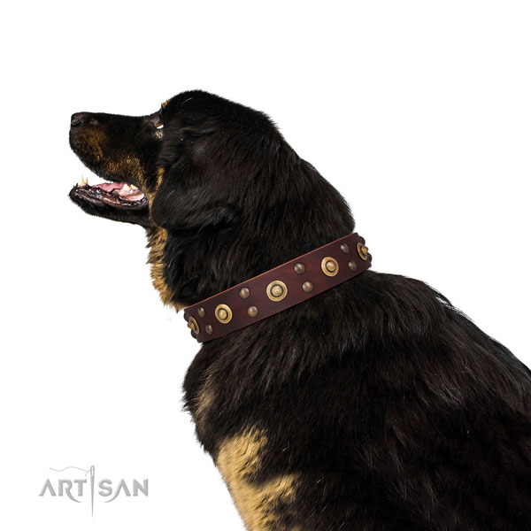 Everyday walking dog collar with exceptional embellishments