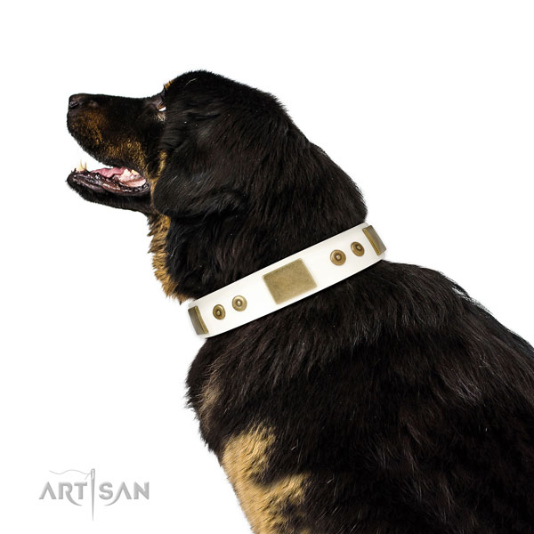 Top rate everyday walking dog collar of natural leather