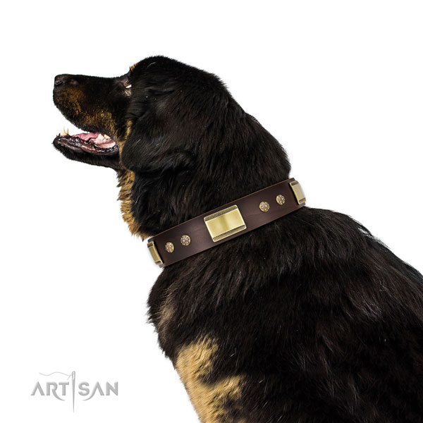 Walking dog collar of genuine leather with top notch decorations