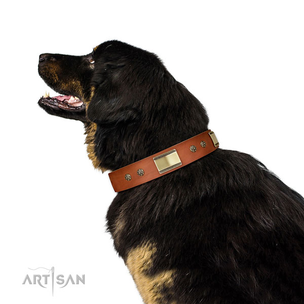 Handy use dog collar of genuine leather with extraordinary embellishments