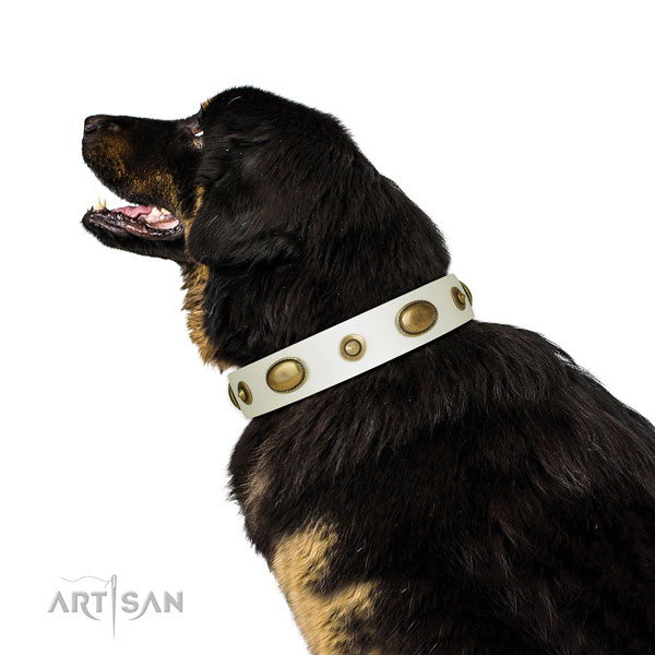 Fancy walking dog collar of natural leather with amazing studs