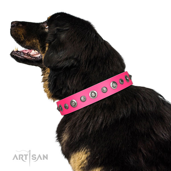 Leather collar with corrosion proof fittings for your handsome four-legged friend