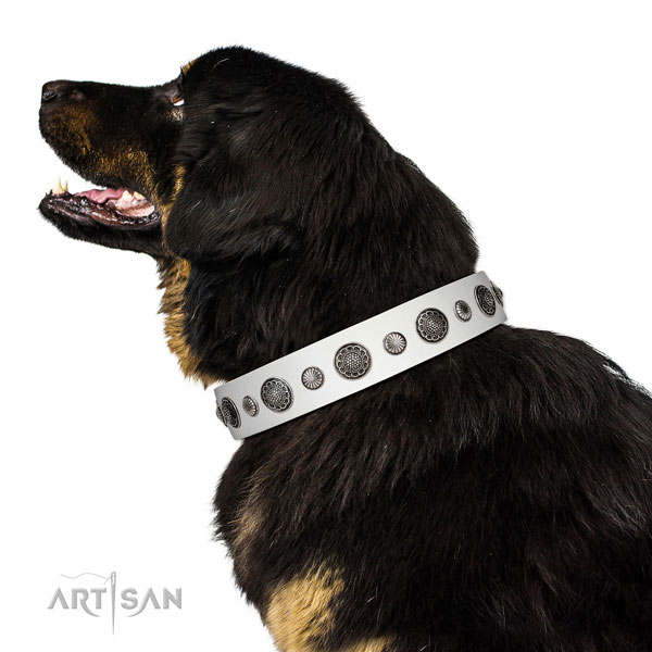 Studded full grain genuine leather dog collar with rust-proof D-ring