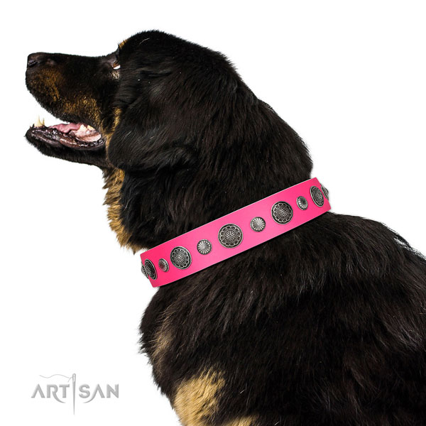 Designer Full grain natural leather dog collar with corrosion resistant buckle
