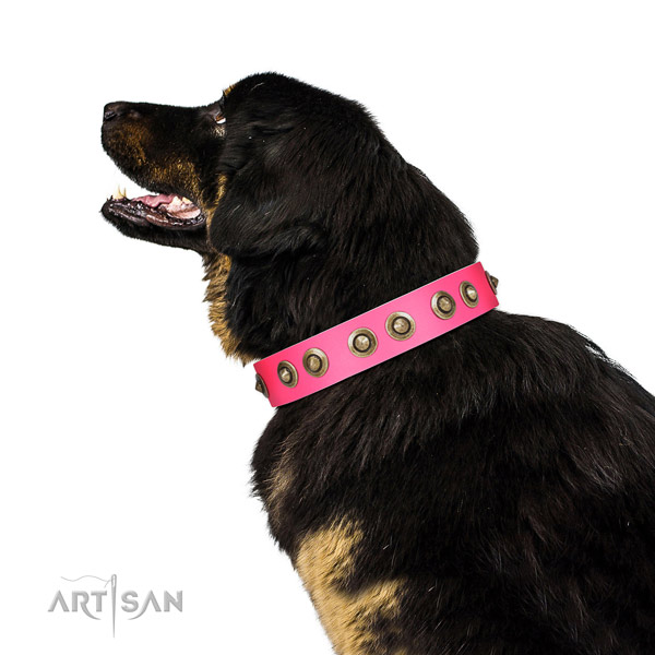Full grain leather collar with embellishments for your attractive four-legged friend