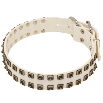 Studded White Leather Dog Collar for Mastiff