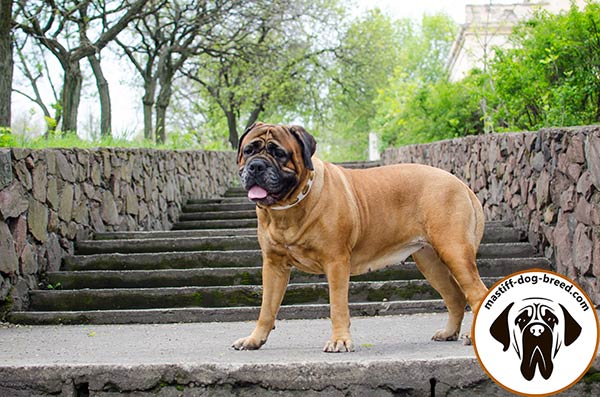 High quality adorned leather Bullmastiff collar