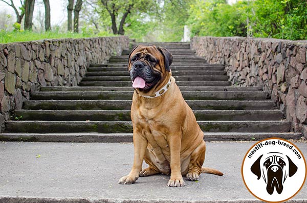 Top-quality white leather dog collar for Bullmastiff