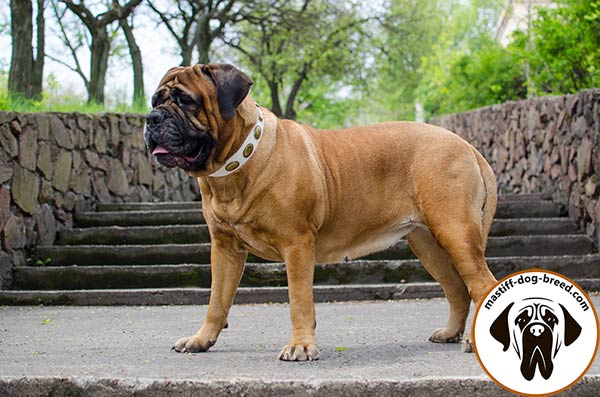 White leather dog collar for Bullmastiff with large oval plates