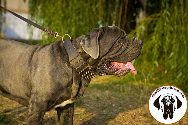 Spiked leather Mastino Napoletano collar