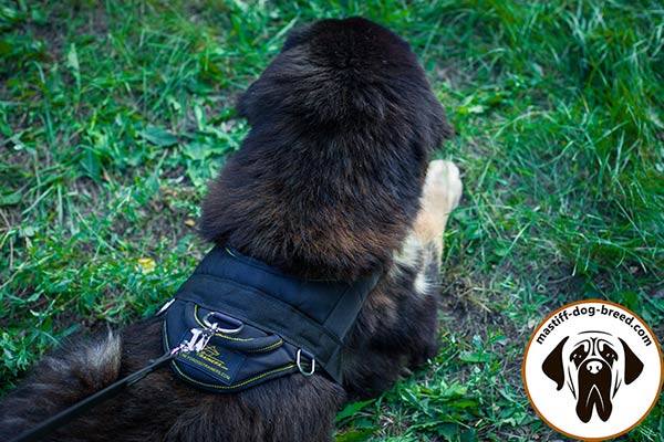All-weather nylon Mastiff harness with 3 D-rings