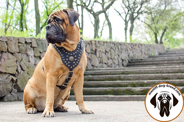Embellished royal leather Bullmastiff harness