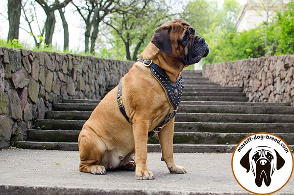 Easy-adjustable leather Bullmastiff harness