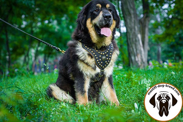 Exquisite leather Mastiff harness