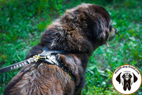 Leather Mastiff harness with soft padded back plate