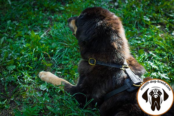Leather Mastiff harness with soft padded back plate
