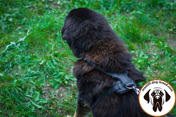 Comfortable leather Mastiff harness with felt padded back plate