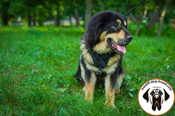 Effective-training leather Mastiff harness