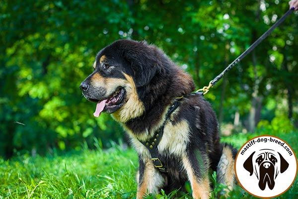 Embellished leather Mastiff harness with half spheres
