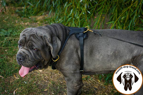 Leather Mastino Napoletano harness with easy-adjustable straps