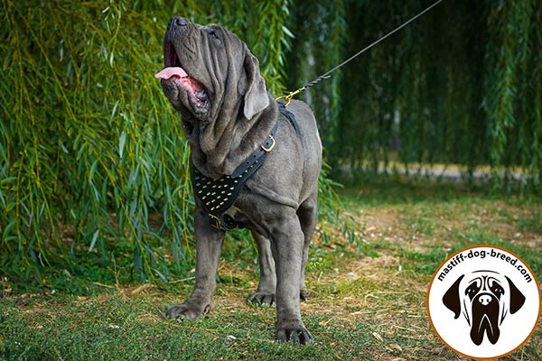 Leather Mastino Napoletano harness with brass adornment