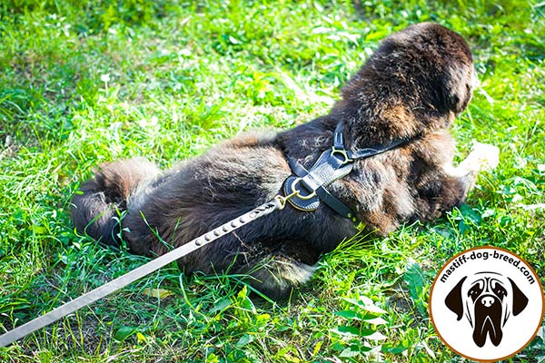 Genuine leather canine harness for Mastiff with D-ring for leash attachment