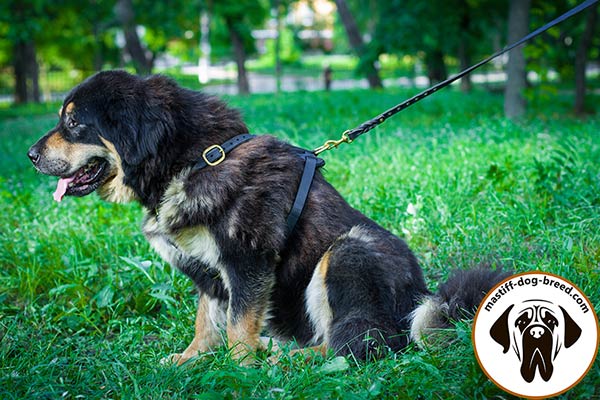 Easy-to-adjust leather dog harness for Mastiff