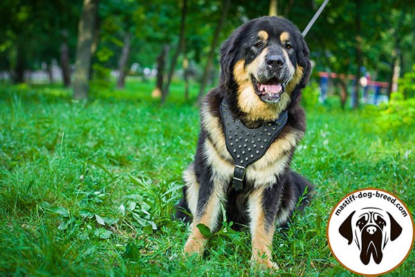 Amazing spiked leather dog harness for Mastiff