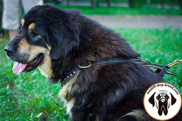 Leather dog harness for Mastiff with strong brass plated hardware