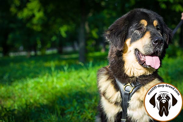 Strong leather dog harness for Mastiff
