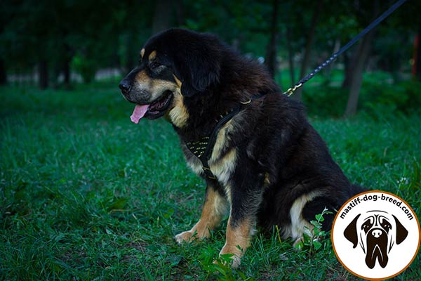 Fashion leather dog harness for Mastiff for walking