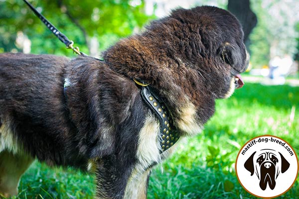 Leather dog harness for Mastiff with reliable brass hardware