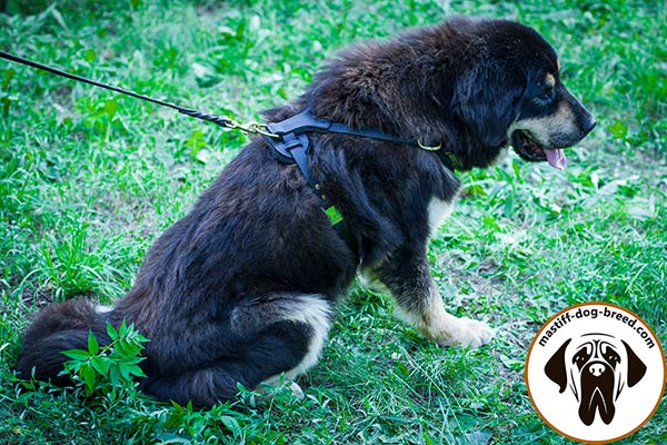 Top-notch leather dog harness for Mastiff with brass hardware