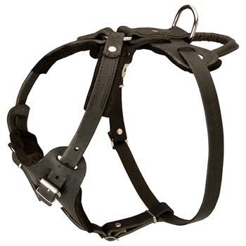 Leather Dog Harness for Mastiff Off Leash Training