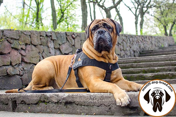 Comfy nylon Bullmastiff harness for effective training