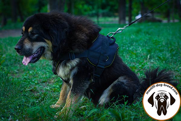 Comfortable nylon Mastiff harness