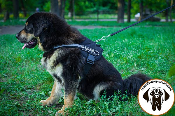 Nylon Mastiff harness with quick release buckle