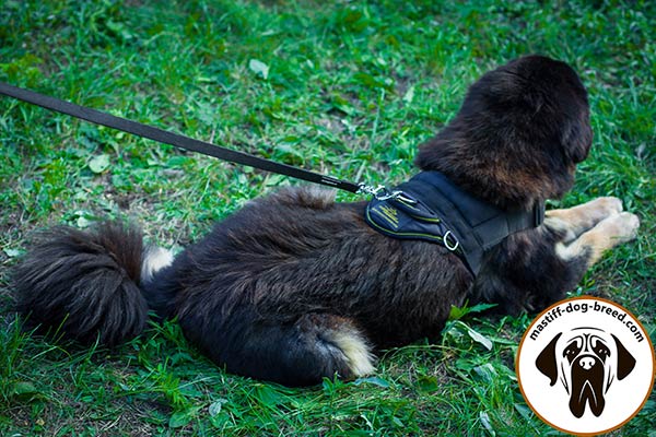 Reliable nylon Mastiff harness with D-ring for leash fixation