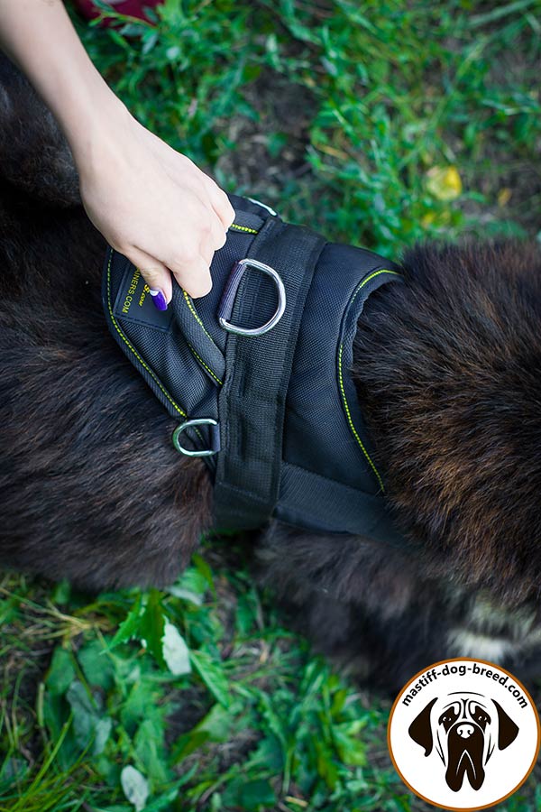 Nylon Mastiff harness with comfy easy-grip handle