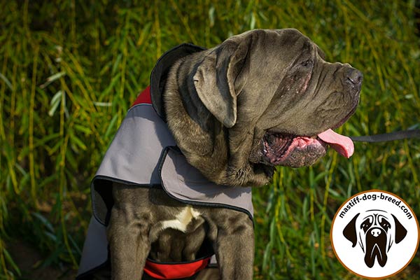 Easy-to-fix nylon Mastino Napoletano jacket harness