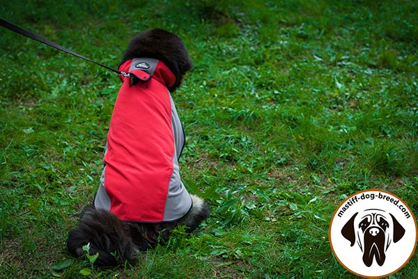 Comfy-to-wear nylon dog coat for Mastiff